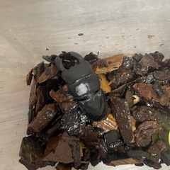 外国産 クワガタの画像