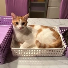 里親様募集