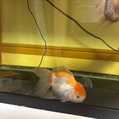 ジャンボオランダ獅子頭②・金魚7月写真追加
の画像