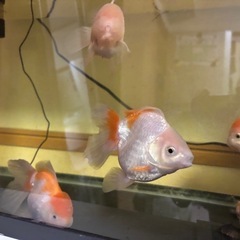 ジャンボオランダ獅子頭③・金魚7月写真追加
の画像