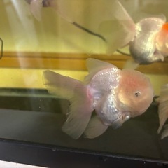 ジャンボオランダ獅子頭⑤・金魚7月写真追加
の画像