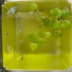 めだか幼魚:ドラゴンブルー　まるこうメダカの画像