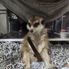 ミーアキャット　里親募集