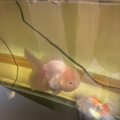 ジャンボオランダ獅子頭⑤・金魚7月写真追加
の画像