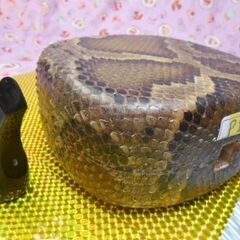 14.600円　現品販売　沖縄三線専用蛇皮強化(二重張)型チーガ、LL爪セットの画像