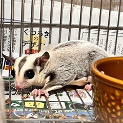 ⭐︎ 7月限定1万円引⭐︎【ペア　繁殖即戦力】プラチナ♀３歳×プ...
