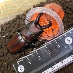 ノコギリクワガタ♂の画像
