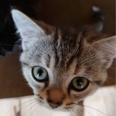 3ヶ月と2ヶ月の子猫