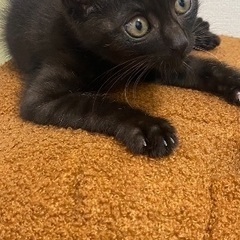 こんぶ君