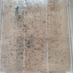 ミルキーフロッグ(ジュウジメドクガエル)自家繁殖個体6匹の画像