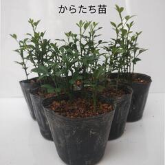 からたち苗　1鉢