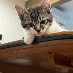 可愛い子猫の里親さんに！