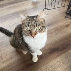 可愛い子猫の里親さんに！8月17日の譲渡会に参加します🩷 − 京都府