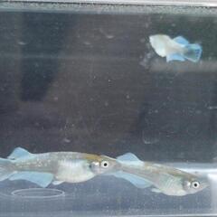 エメキンめだか　幼魚10匹の画像