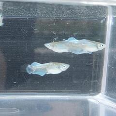 エメキンめだか　幼魚10匹の画像