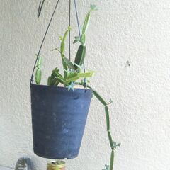 吊り下げシッサス・カクチフォルミス（和名ひすいかく）の画像