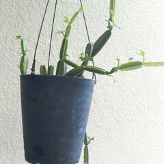 吊り下げシッサス・カクチフォルミス（和名ひすいかく）の画像