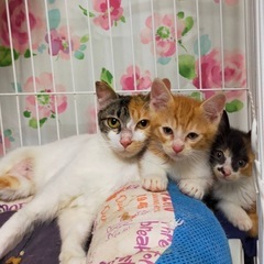 三毛猫母さんと子猫たち譲渡会に参加します！