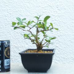 ハリツルマサキ（方言名マッコウ）の画像