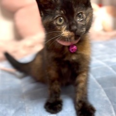 希少なサビ猫さん🐈‍⬛JUJU5か月　９月１３日赤煉瓦譲渡会参加
