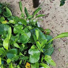 ⑦メダカ喜ぶ水草5本新株の画像