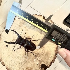 【ペア】赤マンディブラリスフタマタクワガタ　ボルネオ島サバ州の画像