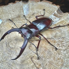 【ペア】赤マンディブラリスフタマタクワガタ　ボルネオ島サバ州の画像