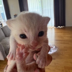 子猫❣️