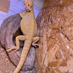 フトアゴヒゲトカゲオス