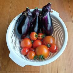 朝どれ野菜
