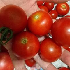 お取引中★受付不可★素人が家庭菜園で作った無農薬トマトの画像