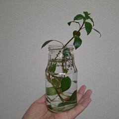 【水草】ルドウィジア