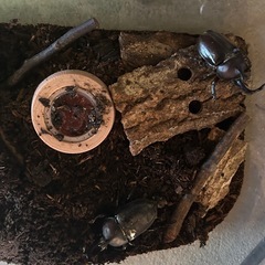 カブトムシ