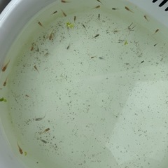 メダカmixの画像