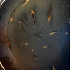 竜章鳳姿（リュウショウホウシ）　メダカの画像
