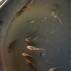 竜章鳳姿（リュウショウホウシ）　メダカの画像