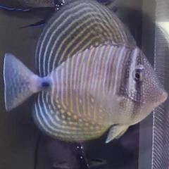 インディアン セルフィンタン12cm～14cm 海水魚  ヒレナ...