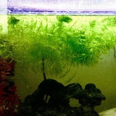 水草　無農薬　マツモの画像