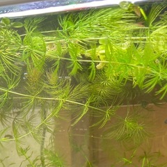 水草　無農薬　マツモの画像