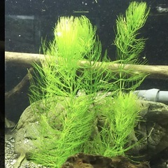 水草　無農薬　マツモの画像