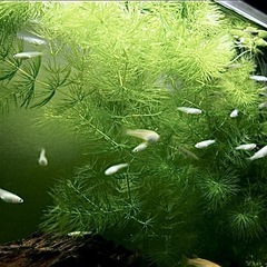 水草　無農薬　マツモの画像