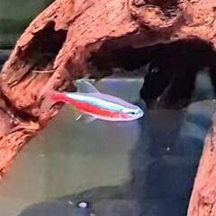 熱帯魚【22匹】の画像