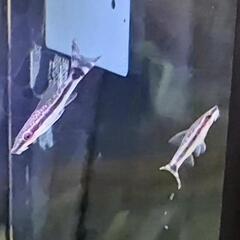 熱帯魚【22匹】の画像