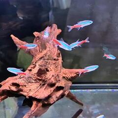 熱帯魚【22匹】