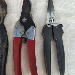 剪定鋏の画像