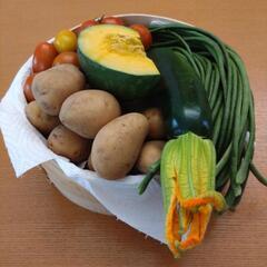 採れたて野菜含む野菜5種類の画像
