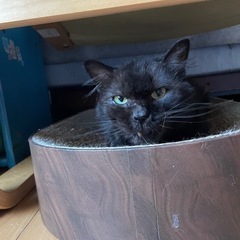 黒猫オス　長毛　里親募集