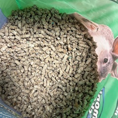小動物、猫用トイレ&床材の画像