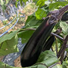 夏野菜/なすび