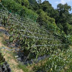 夏野菜/なすびの画像